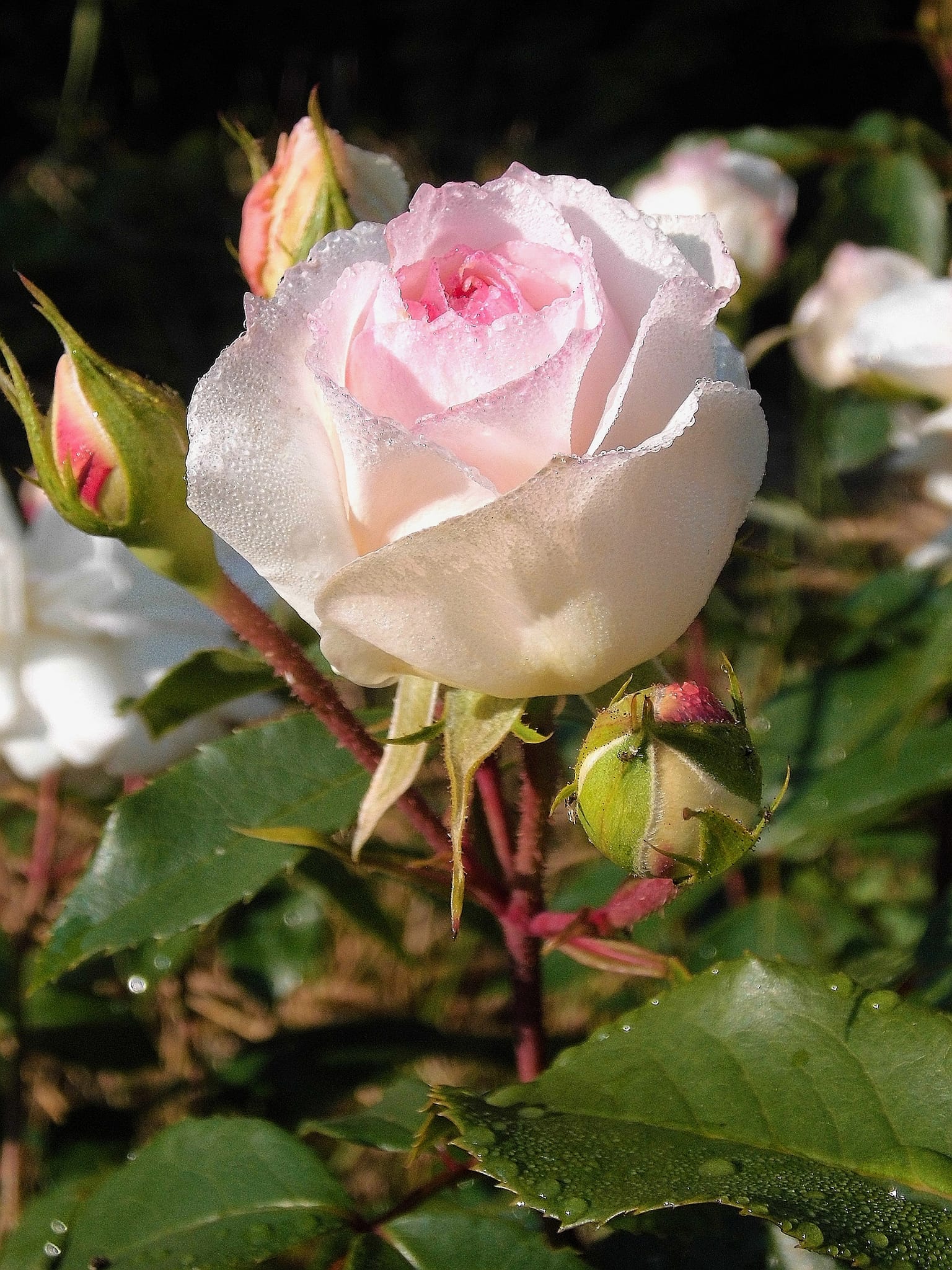 Stephanie Baronin zu Guttenberg – Polskie Towarzystwo Różane