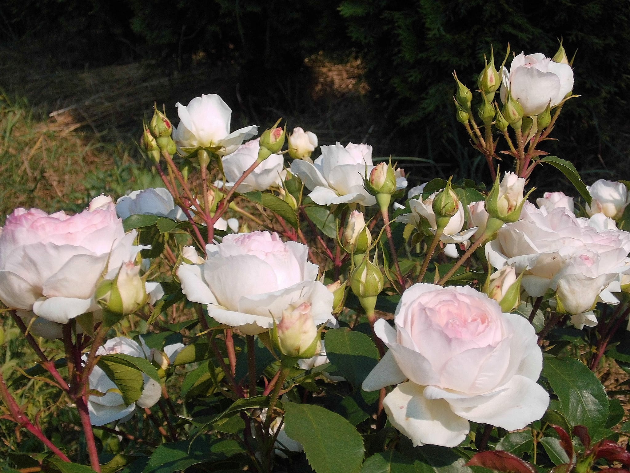 Stephanie Baronin zu Guttenberg – Polskie Towarzystwo Różane